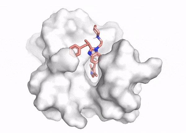 Animation showing docking of ligand conformations